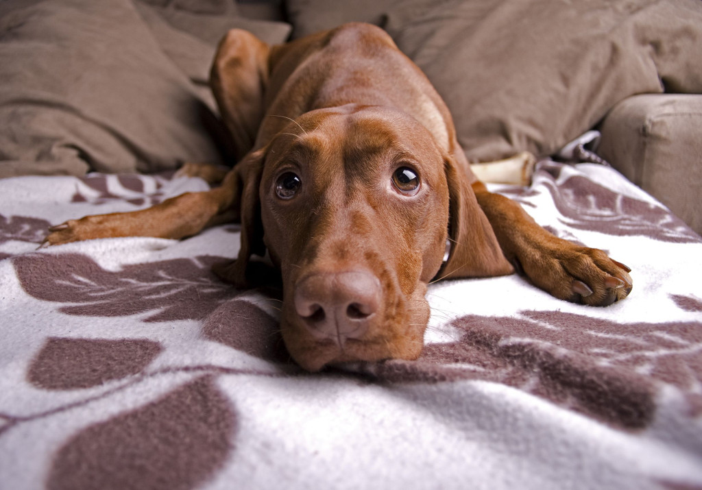 A Hungarian Vizsla resting on a blanket, looking up with gentle eyes
